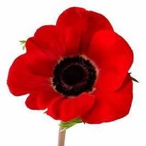 Poppy.jpg